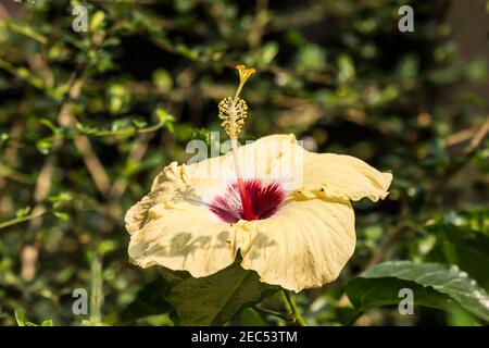 Primo piano di rana d'acqua su giallo Hibiscus rosa-sinensis Foto Stock