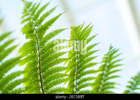 Profondità di campo poco profonda fern rami con sfondo sfocato chiaro, spazio di testo, pland crescente verticalmente verso l'alto. Foto Stock