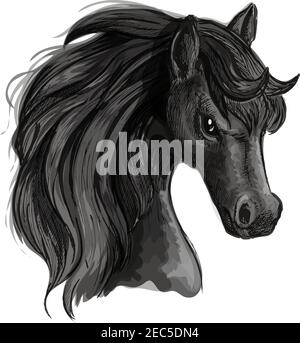 Testa di cavallo matita schizzo ritratto. Vector isolato stallone nero con creme su sfondo bianco Illustrazione Vettoriale