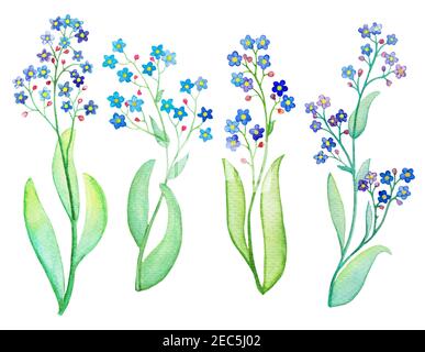 Forget-me-non ramo fiore blu con foglia. Pittura acquerello su sfondo bianco. Forget-me-non bouquet dipinto a mano. Acqua disegnata a mano Foto Stock