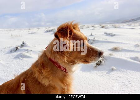 Nova Scotia anatra Tolling cane retriver nella neve Foto Stock