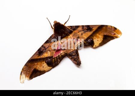 Privet Hawk Moth vista dall'alto studio foto. Adulto Sphingidae farfalla studio shot. Guardaroba di falma tropicale su sfondo bianco. Falco falco del Sud Asia per Foto Stock