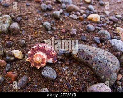 Conchiglia rosa sulla spiaggia di sabbia marrone con ciottoli. Conchiglia di mare a spirale sulla spiaggia tropicale. Foto macro di sabbia vulcanica e conchiglia. Foto in primo piano del mare tropicale Foto Stock