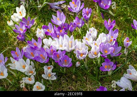 Primo piano di croci/croci viola e bianchi illuminati dal sole che fioriscono in un giardino primaverile durante marzo, Inghilterra, Regno Unito Foto Stock