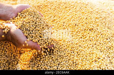 Le mani del contadino tenendo i fagioli di soia dopo il raccolto Foto Stock