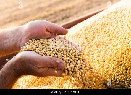 Le mani del contadino tenendo i fagioli di soia dopo il raccolto Foto Stock