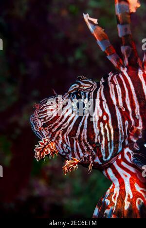 Ritratto di un pesce leone caraibico che nuota sopra la barriera corallina Le Isole Cayman Foto Stock
