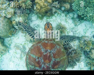 Tartaruga marina sopra la sabbia e corallo sul mare. Sabbia corallina bianca e barriera corallina. Ambiente laguna tropicale con animali di mare. Tartaruga verde oliva in natura Foto Stock