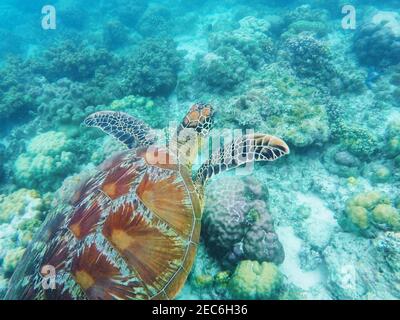 La tartaruga marina nuota sopra i coralli sul mare. Sabbia corallina bianca e barriera corallina. Ambiente laguna tropicale con animali di mare. Tartaruga verde oliva in natura Foto Stock