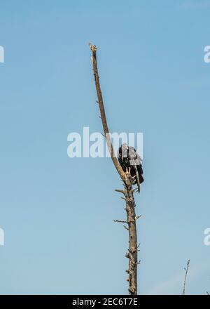 Turchia Vulture (Cathartes aura) si trova in un albero presso la Sepulveda Basin Wildlife Reserve, Los Angeles, CA. Foto Stock