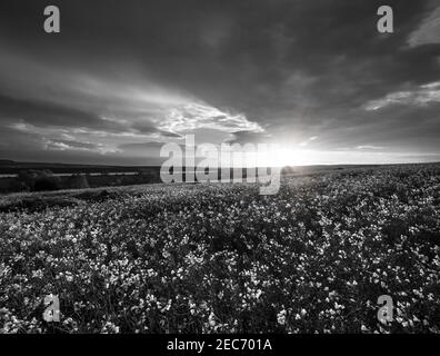 Scala di grigi. Campi gialli di colza primaverile, cielo notturno al tramonto nuvoloso, colline rurali. Naturale stagionale, meteo, clima, campagna bellezza concetto e b Foto Stock
