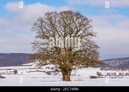 Una grande quercia vecchia nella valle di Werra a Herleshausen Foto Stock