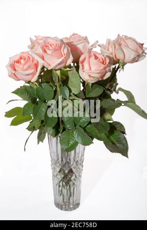 Bouquet di rose rosa in vaso su un bianco sfondo Foto Stock