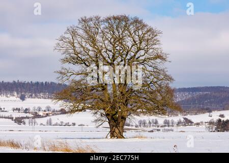 Una grande quercia vecchia nella valle di Werra a Herleshausen Foto Stock