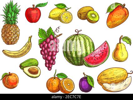 Set di frutta. Schizzo illustrazione disegnata a mano di frutti tropicali ed esotici vettoriali isolati. Disegni a colori di ananas, banana, mela, avocado, pesca, Illustrazione Vettoriale