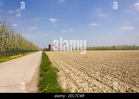 Paesaggio belga con frutteti, pista ciclabile e tempo soleggiato in primavera a Gingelom (Limburgo, Belgio) Foto Stock