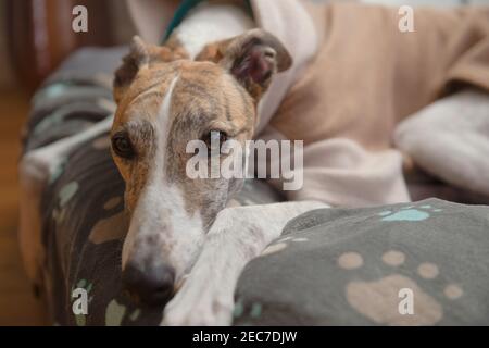 Primo piano verticale orizzontale che mostra il volto di un brindle e bianco cane da compagnia adottato levriero. Indossare una giacca in pile e poggiare la testa su una coperta Foto Stock