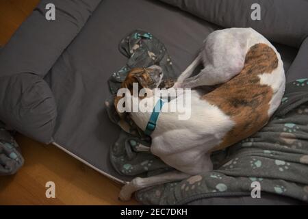 Vista dall'alto verso il basso su un levriero di animali bianchi e arancioni arricciato in su nel letto. Colore tonica immagine, che mostra i colori naturali caldi legnosi. Foto Stock