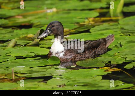 Primo piano di un'anatra ibrida Mallard che nuota sull'acqua Foto Stock