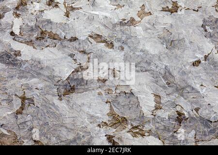 Sottile strato di ghiaccio su un estuario marsh costiera vicino Steveston British Columbia Canada Foto Stock