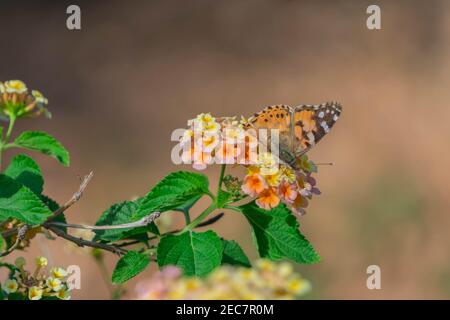 Monarch farfalla impollinante piccoli fiori gialli giorno di sole. Sfondo morbido e sfocato, messa a fuoco selettiva Foto Stock