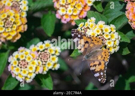 Monarch farfalla impollinante fiori gialli fioriti giorno di sole. Messa a fuoco selettiva Foto Stock