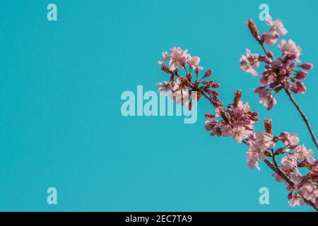 Fioritura rosa sul ramo di sakura durante la fioritura primaverile. Spazio di copia. Messa a fuoco morbida e colori retrò tonati. Foto Stock