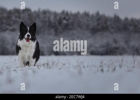 In piedi Border Collie su Snowy Field durante il freddo inverno nuvoloso giorno. Adorabile cane bianco e nero guarda la fotocamera in natura. Foto Stock