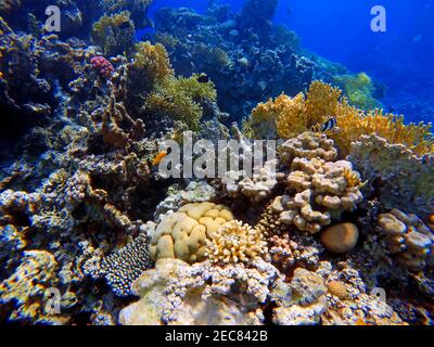 Coralli veduto fare russare nelle acque del Golfo di Aqaba in Giordania. Aqaba offre eccellenti immersioni con barriere coralline colorate. Aqaba, Mar Rosso, Giordania. Foto Stock