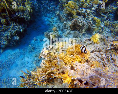 Coralli veduto fare russare nelle acque del Golfo di Aqaba in Giordania. Aqaba offre eccellenti immersioni con barriere coralline colorate. Aqaba, Mar Rosso, Giordania. Foto Stock