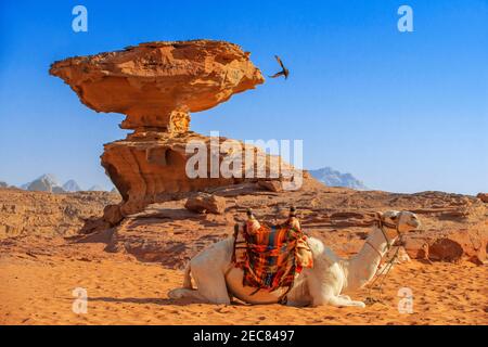 Cammello bianco di fronte alla roccia dei funghi al Fetra Wadi Rum, Giordania Foto Stock