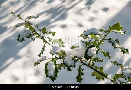 Primo piano di foglie di cespuglio spiky coperte di neve al sole in inverno, Scozia, Regno Unito Foto Stock