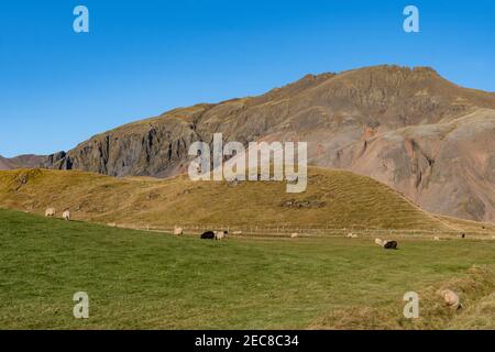 Pecore su un campo a Hornafjordur nel sud Islanda con una montagna sullo sfondo Foto Stock