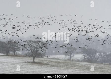 Gartness, Stirling, Scozia, Regno Unito. 13 Feb 2021. Tempo nel Regno Unito: Il tempo rimane amaramente freddo con ghiaccio e docce di neve nel villaggio di Gartness. Nella foto - un gregge di oche Greylag selvatiche che volano sopra i campi durante una doccia di neve Credit: Kay Roxby/Alamy Live News Foto Stock