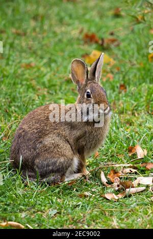 Il Cottontail orientale è il coniglio più comune negli Stati Uniti orientali e centrali che abitano vecchi campi, fattorie e zone di brushy. È visto Foto Stock