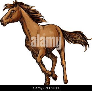 Correndo cavallo schizzo con galoppo marrone arabo cavallo. Competizione sportiva equestre, ippica o t-shirt design stampa Illustrazione Vettoriale