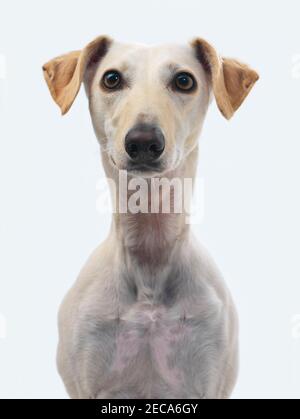 Cane Lurcher. Greyhound Saluki cross razza Foto Stock