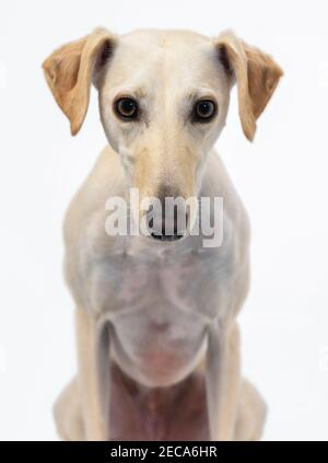 Cane Lurcher. Greyhound Saluki cross razza Foto Stock