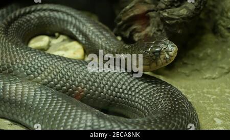 Maestoso serpente velenoso con pelle scura. Bella cobra re monoclata con pelle nera su roccia in gabbia di terrarium. Foto Stock