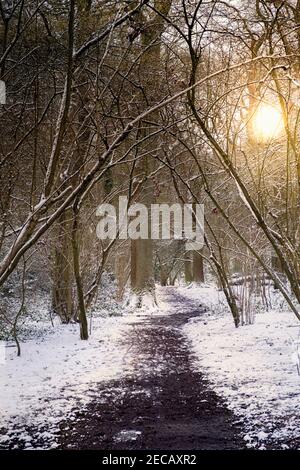 Un sentiero tra boschi in inverno, alberi senza foglie, neve a terra, sole basso e giallo Foto Stock