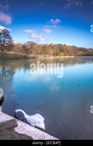 Hardwick Hall, surgelato lago andmutr alimentazione di cigno. Foto Stock
