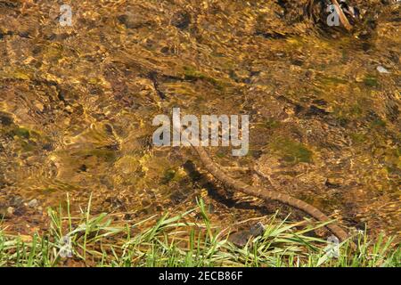 Serpente in un ruscello in Virginia, Stati Uniti Foto Stock