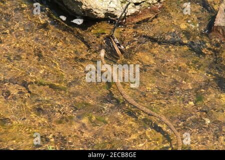 Serpente in un ruscello in Virginia, Stati Uniti Foto Stock