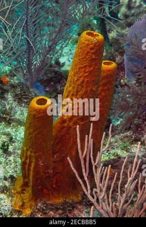 Spugne colorate arancioni nel Mar dei caraibi Foto Stock