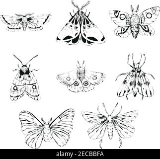 Vector mistico vintage collection Black ink Moth. Serie di farfalle Illustrazione Vettoriale