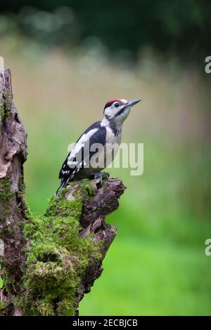 Novellame Grande Picchio puntato [ Dendrocopos Major ] su muschio Post con sfondo fuori fuoco che mostra alcuni punti salienti di Bokeh Foto Stock