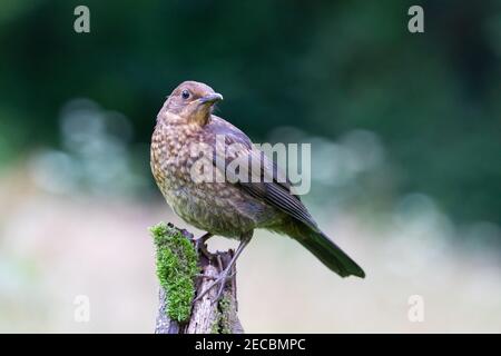 Novellame Blackbird [ Turdus merula ] su moncone di muschio con Sfondo fuori fuoco che mostra alcuni punti salienti di Bokeh Foto Stock