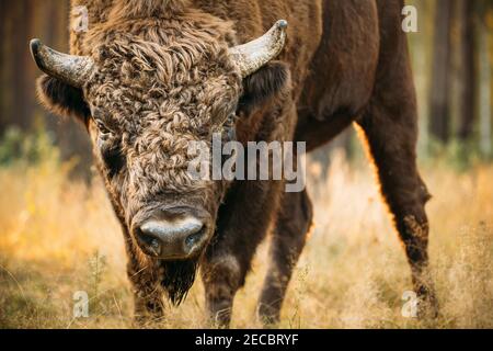 Bielorussia. Bison europeo o Bison bonasus, noto anche come bisonte di legno europeo o wisent nella foresta d'autunno. Riserva della Biosfera di Berezinsky. Foto Stock