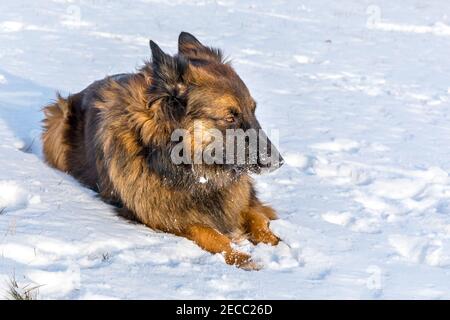 Sheepdog nella neve. Il cane protegge un gregge di pecore nella neve. Cane felice. Periodo invernale. Foto Stock