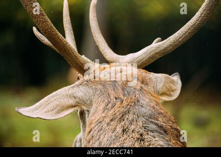 Primo piano di Antlers of Male European Red Deer o Cervus elaphus nella Foresta d'autunno. Bielorussia Foto Stock